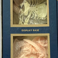 Visible Woman Model Kit - Renal - 1960 - Great Condition